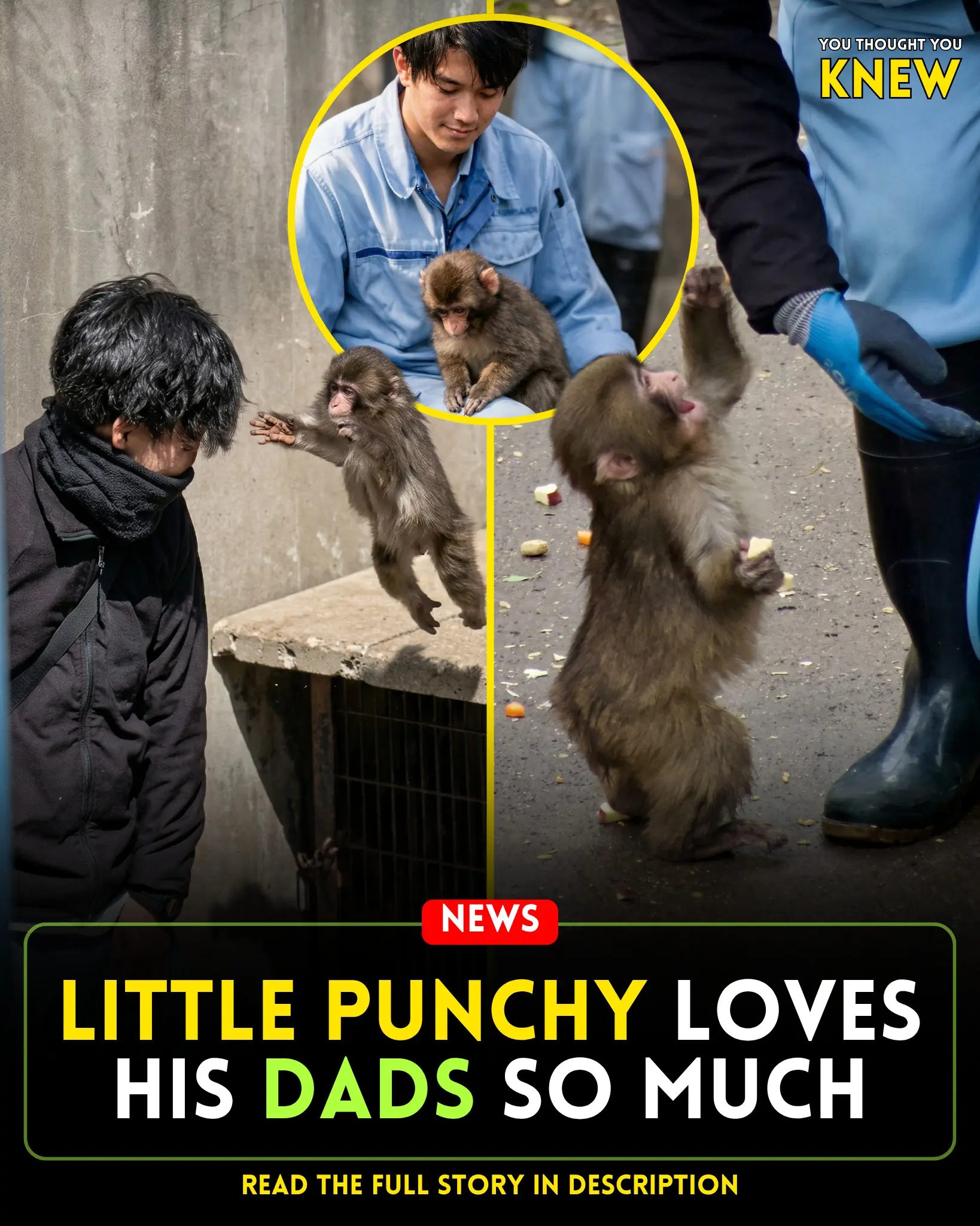 Little Punchy Discovers His Heroes: The Zookeeper Dads Who Shaped His World