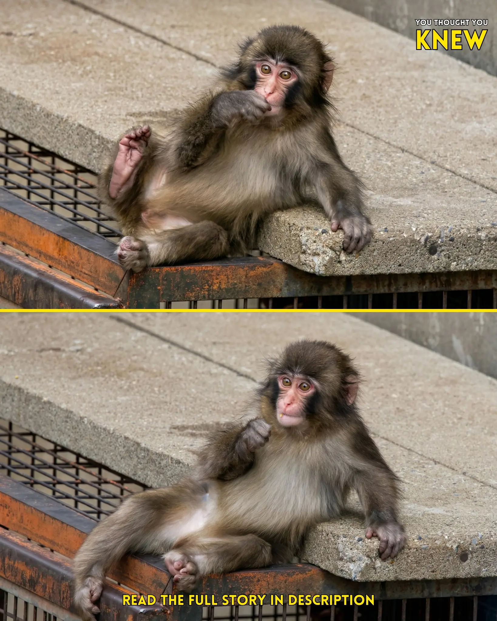 Little Punchy’s New Confidence: The Tiny Monkey Now Lounging Like He Owns the Place