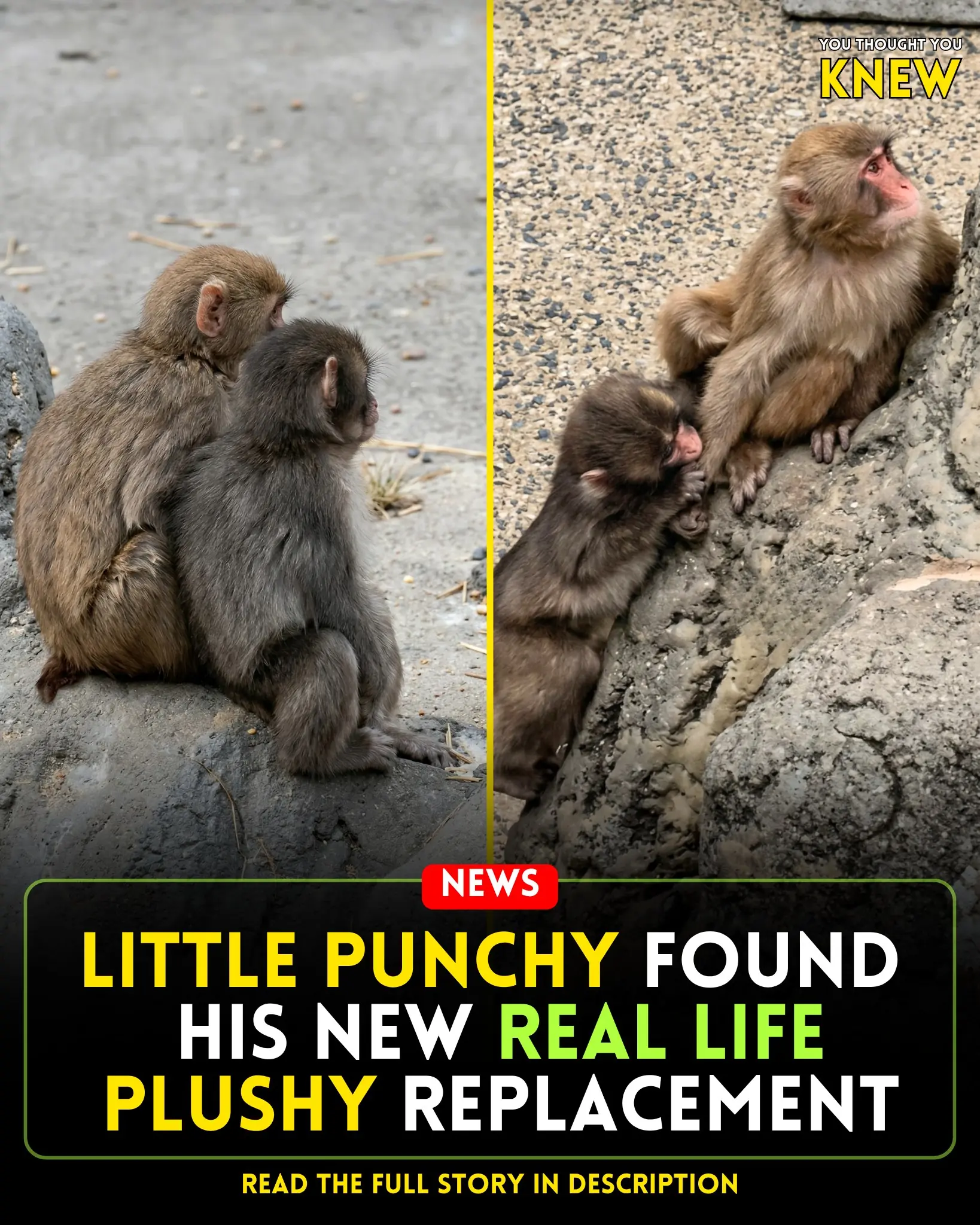 Little Punchy Discovers a True Companion: A Tender Friendship with an Older Monkey