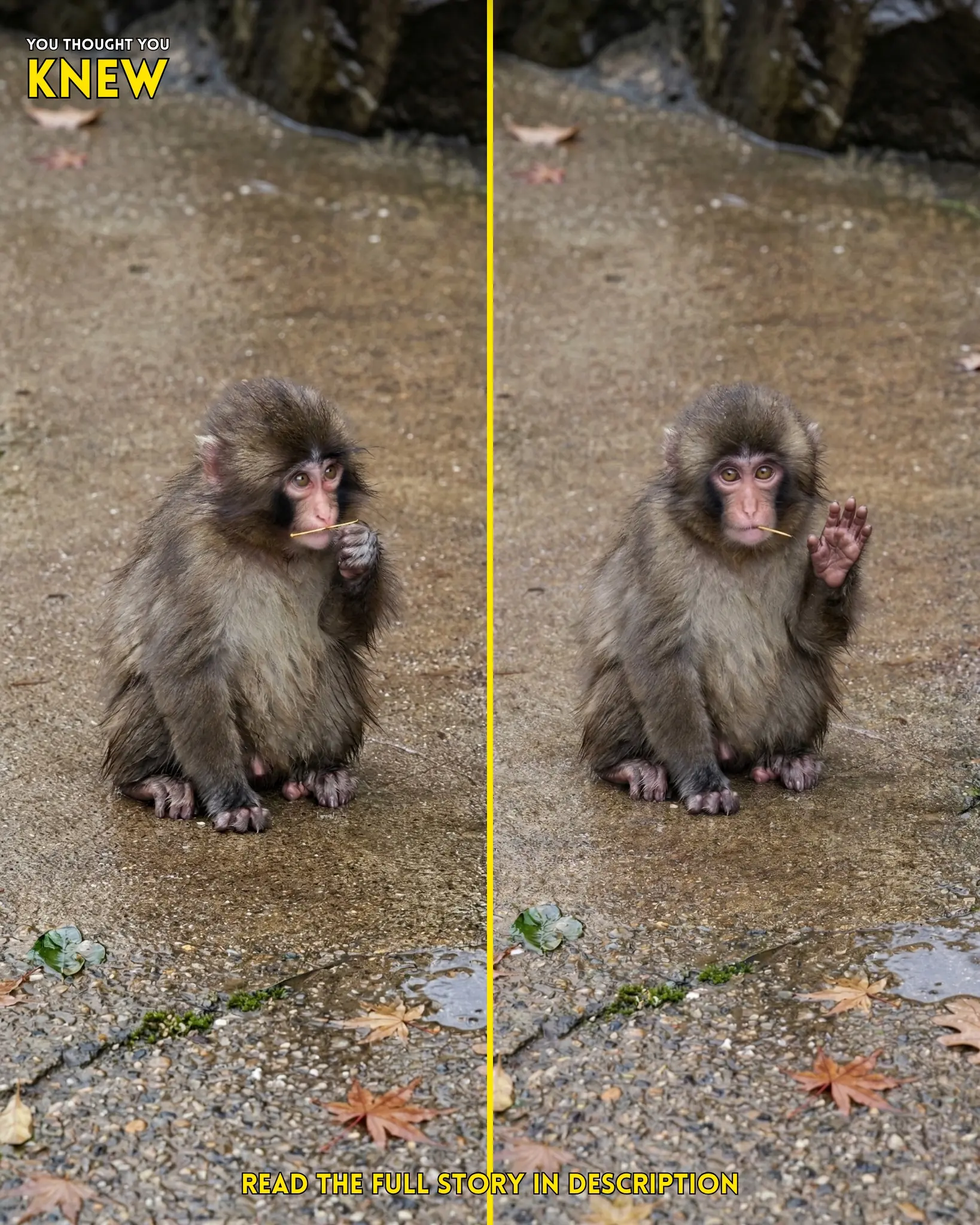 Little Punchy Steps Into His Boss Era: The Tiny Monkey Full of Swagger