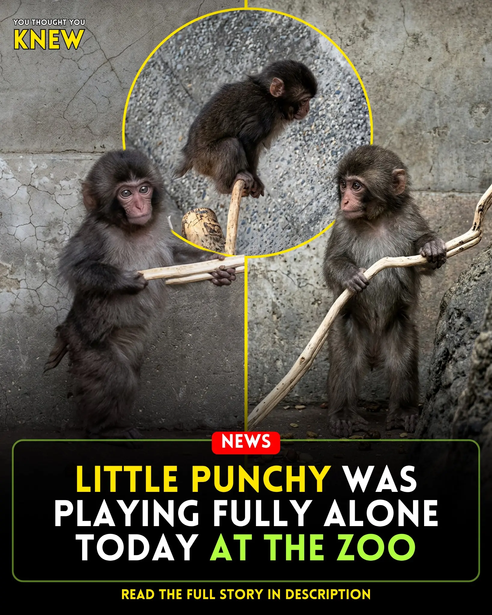 Little Punchy Confronts the World Solo: A Painful Milestone in His Journey