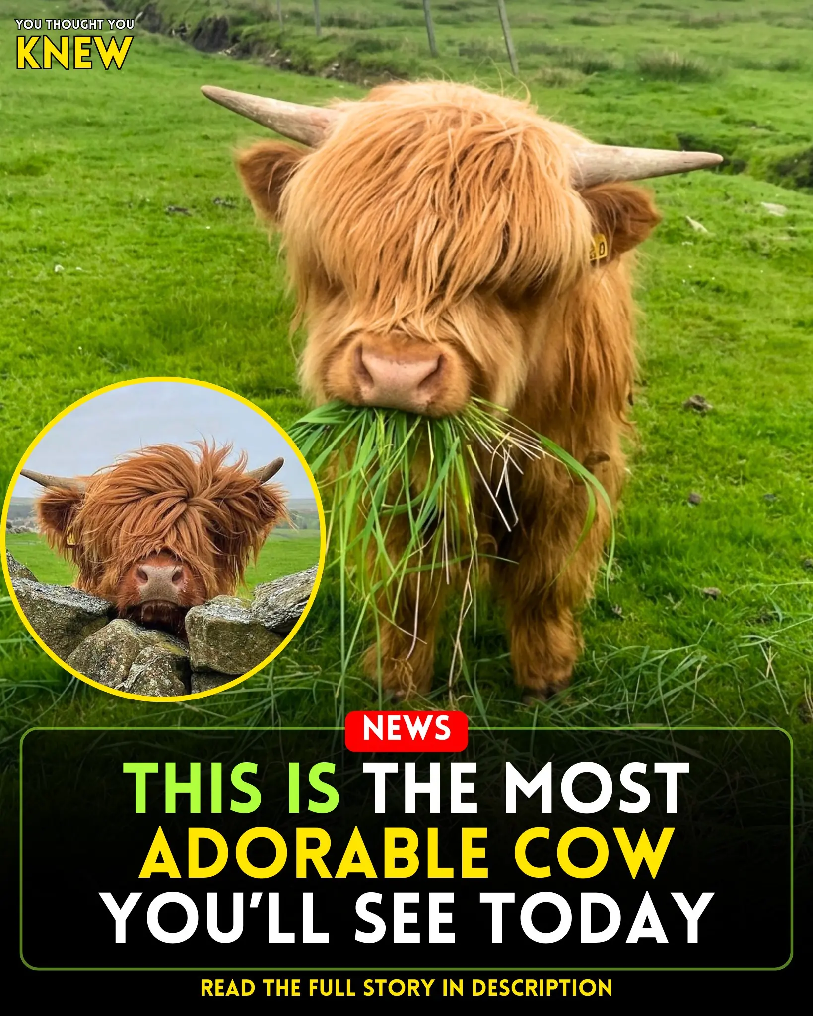 Meet the Highland Cow: The Shaggy Farm Star With the Best Hair in Nature