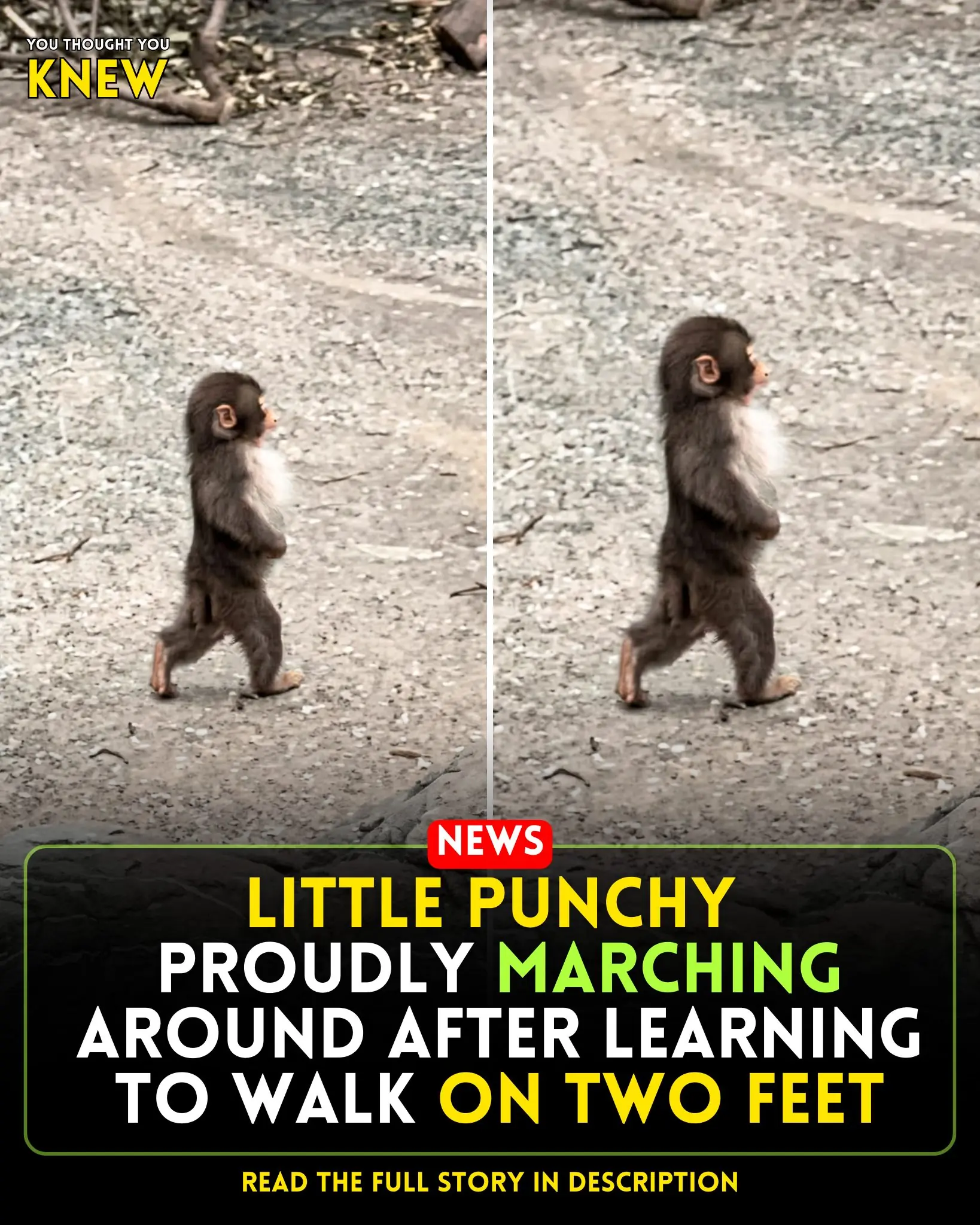 Little Punchy’s Bold Walk: The Baby Monkey Strutting Like He Owns the Zoo
