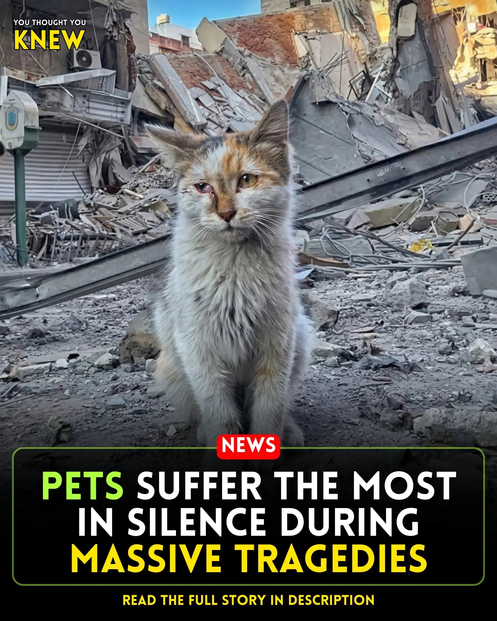 The Forgotten Survivors: Pets Abandoned Amid Disaster