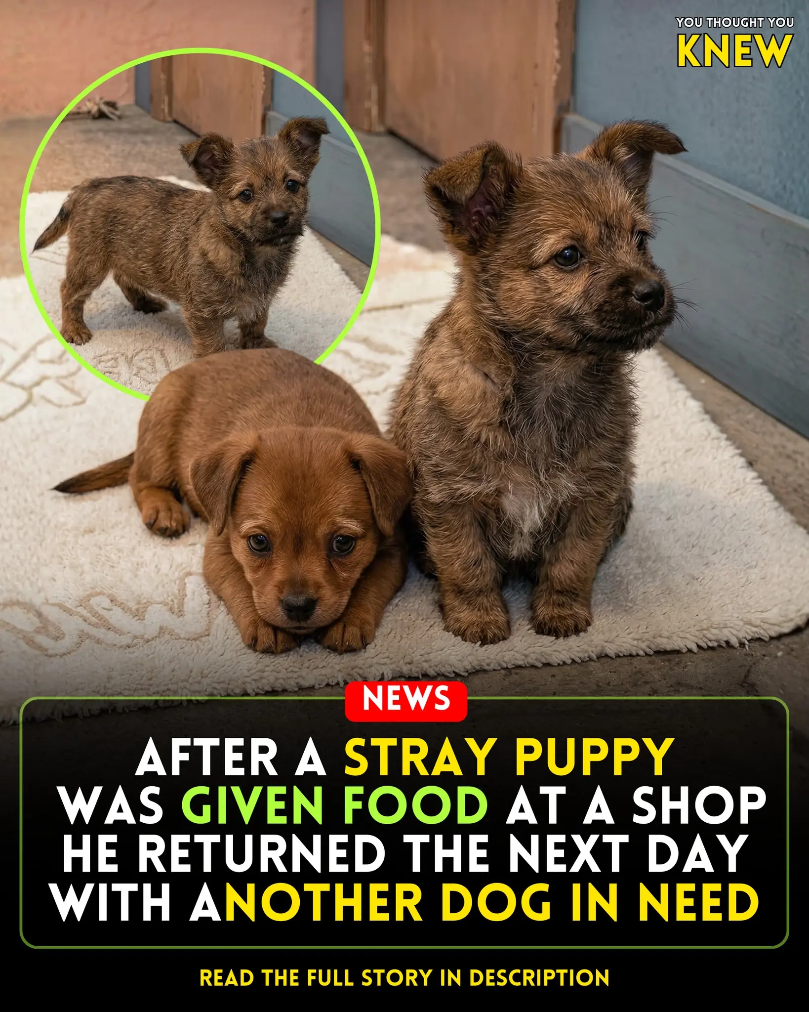 From the Streets to Fine Dining: One Loyal Puppy’s Heartwarming Gesture