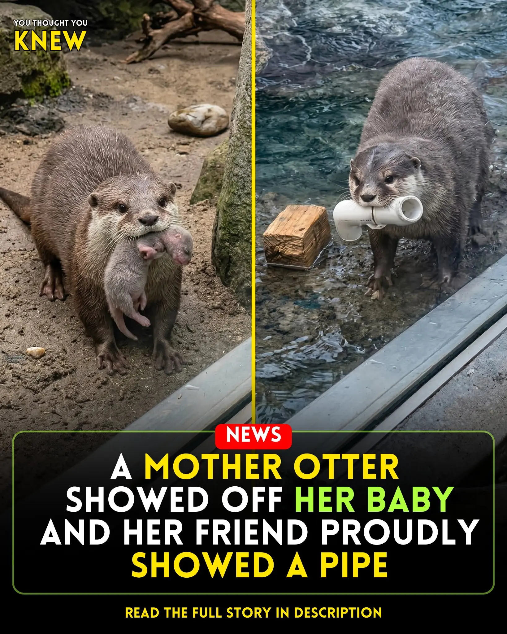 Otters Perfectly Show the Two Types of Friends Everyone Recognizes
