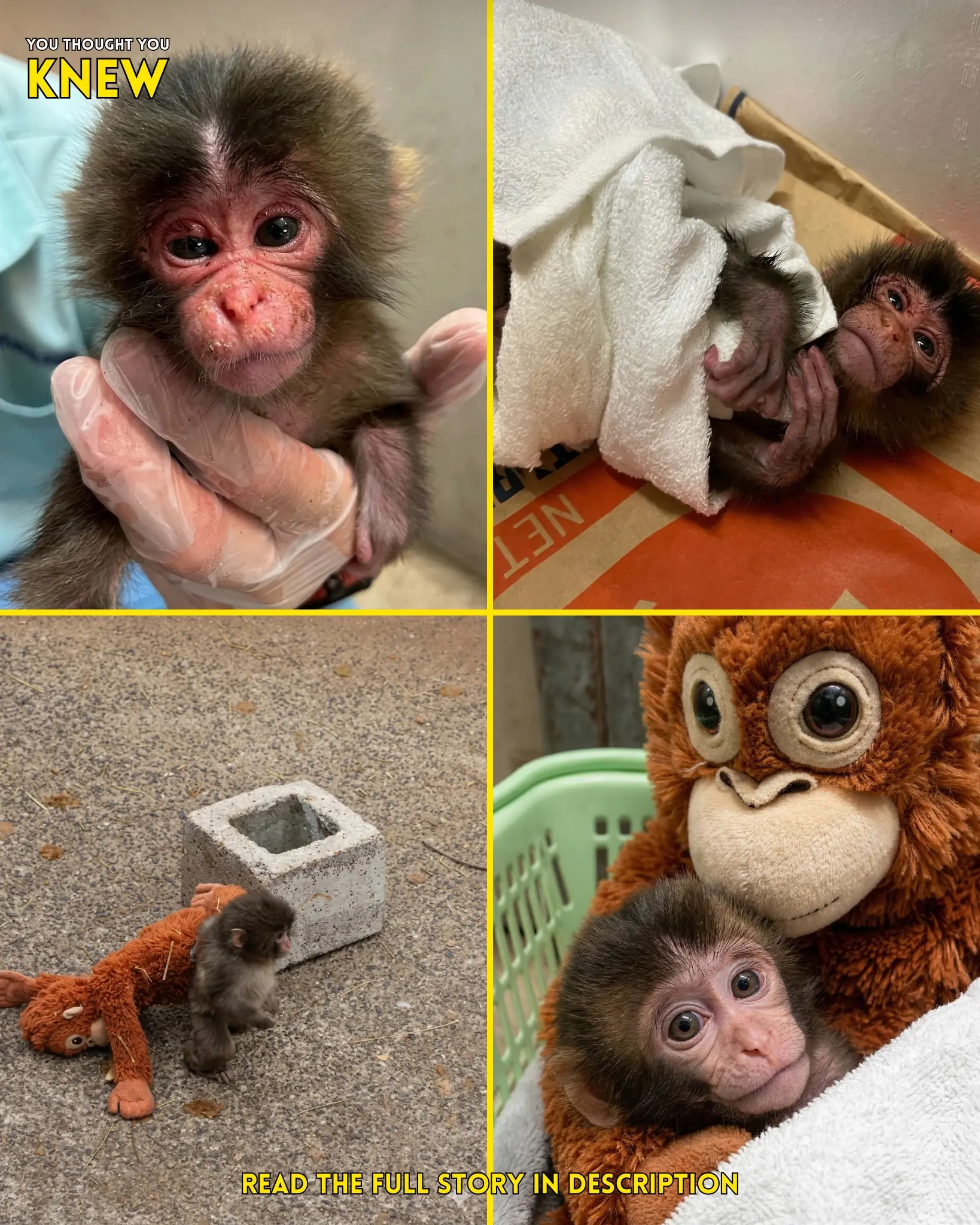 Baby Punchy’s Journey: From Fragile Rescue to a Source of Heartwarming Comfort