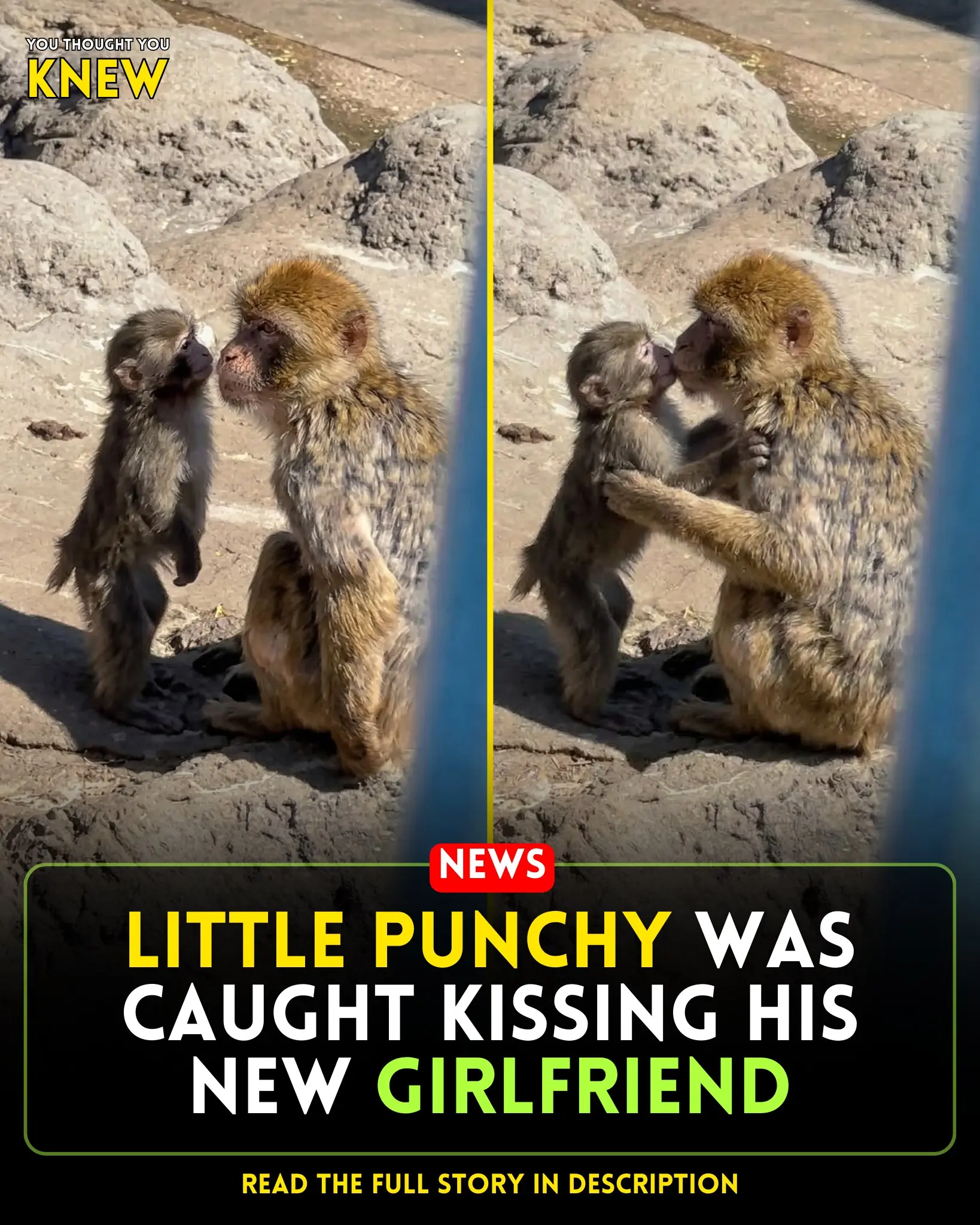 Little Punchy’s Romance Journey: The Baby Monkey’s Stunning Glow-Up
