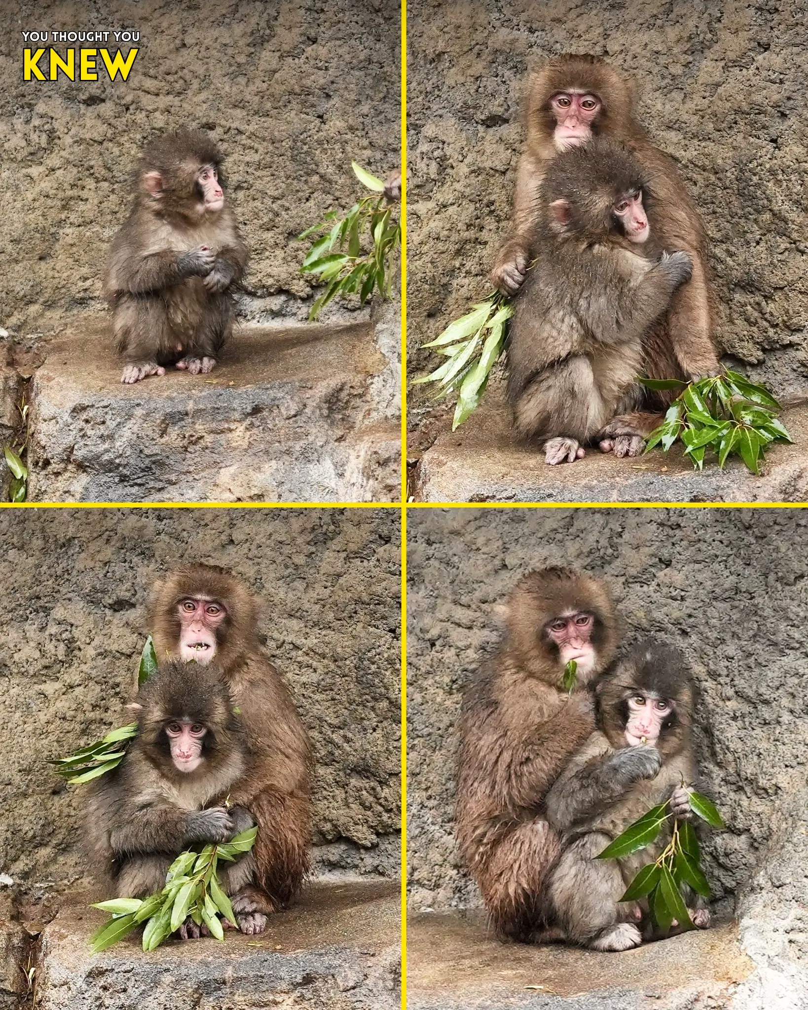 Little Punchy Gains the Ultimate Bodyguard on Monkey Mountain