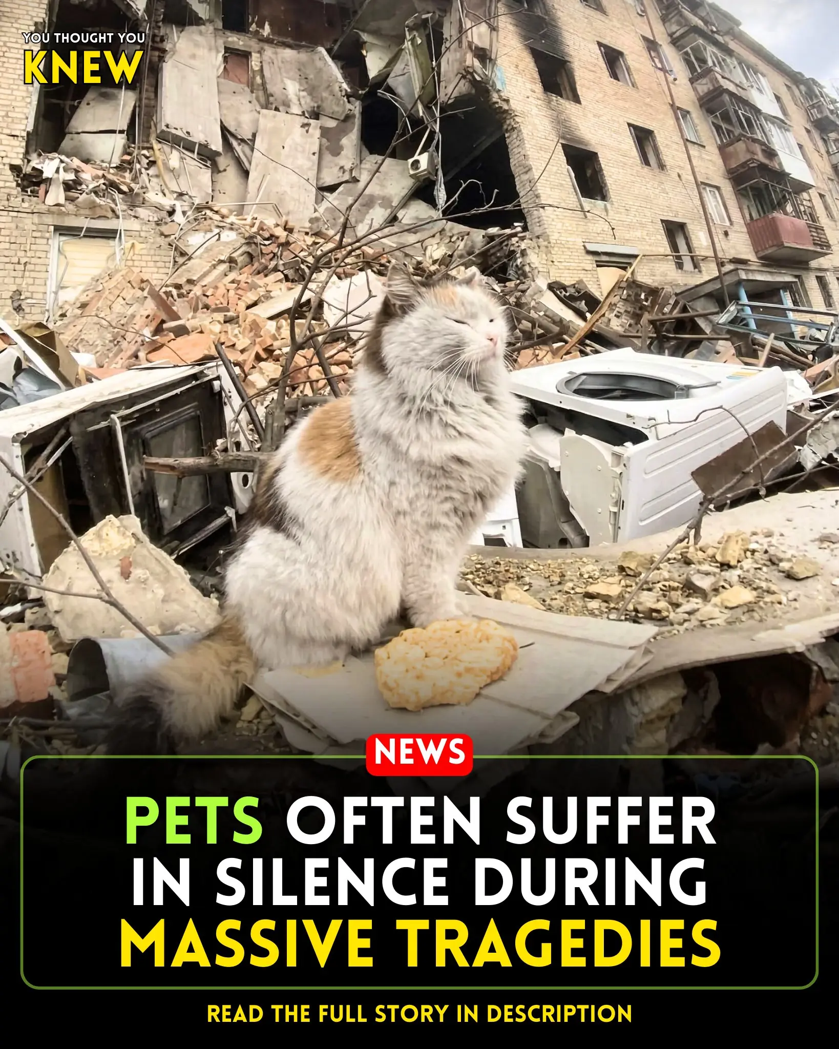 The Overlooked Victims: Pets Abandoned in Disaster Zones