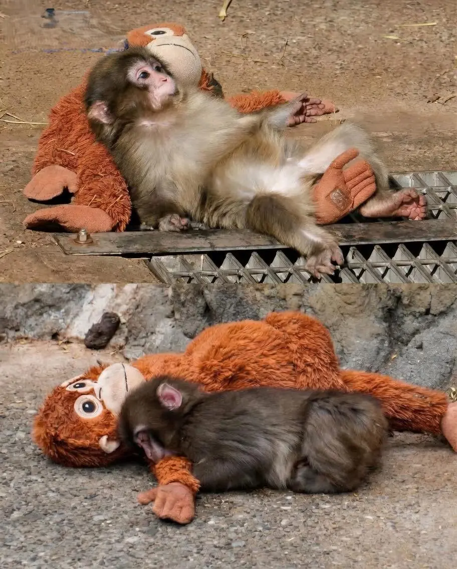 Little Punchy Finally Sleeps Peacefully Without Fear at Ichikawa Zoo