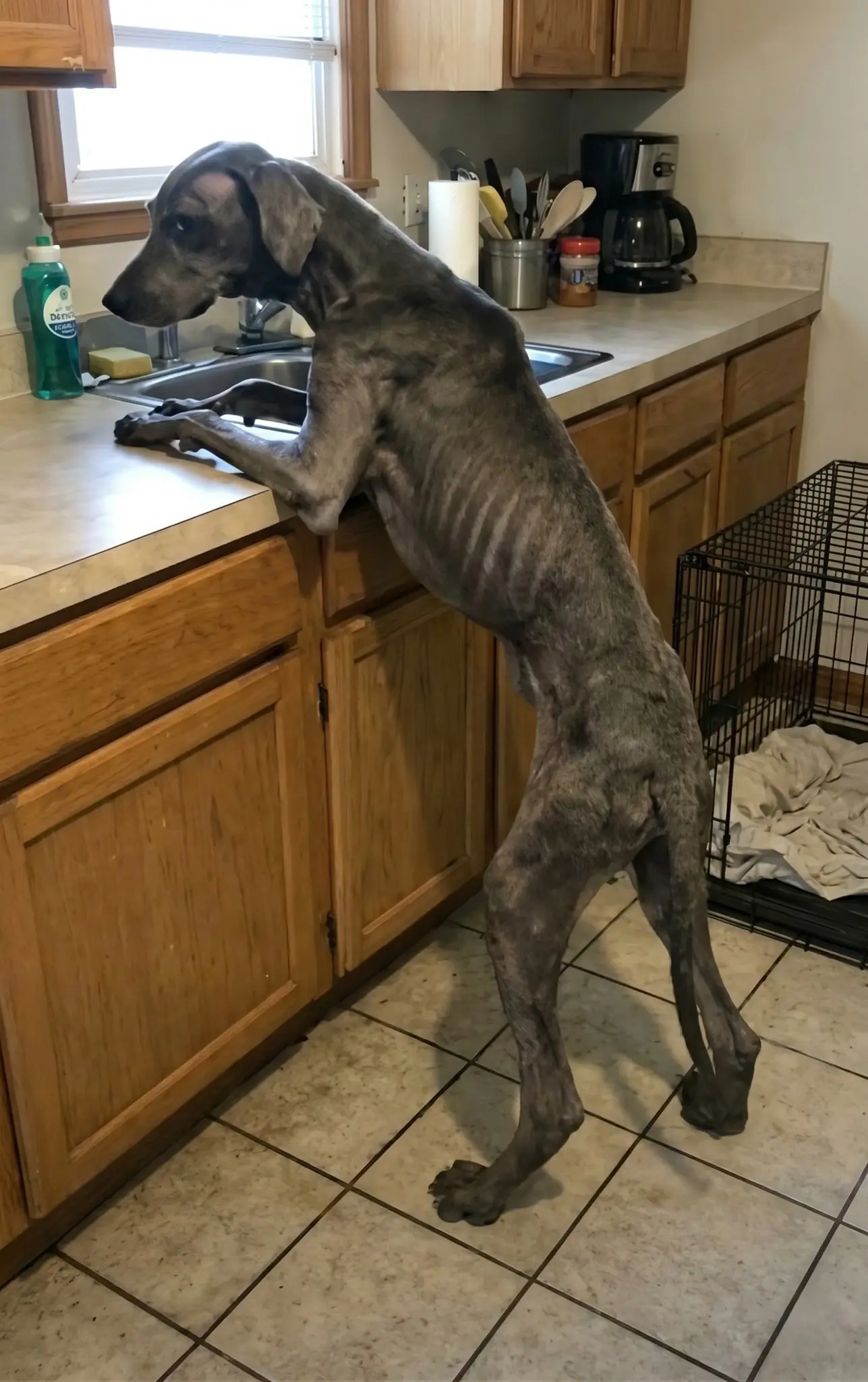 From Neglect to Trust: Darla’s Heartwarming Journey Home