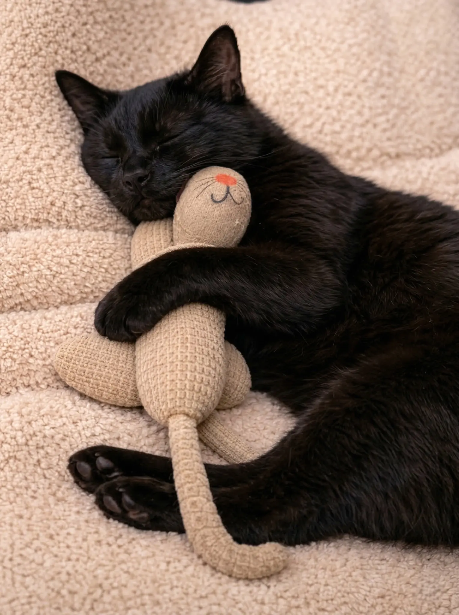 Calyx: The Cat We Took Home for What We Thought Would Be His Final Days