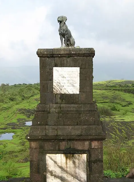 Why Dogs Are So Loyal: The Science Behind Their Unbreakable Bond with Humans