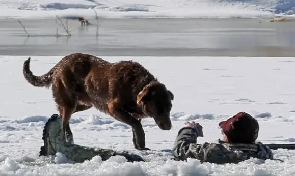 25 Real-Life Hero Dogs Who Saved Human Lives (Part 1)