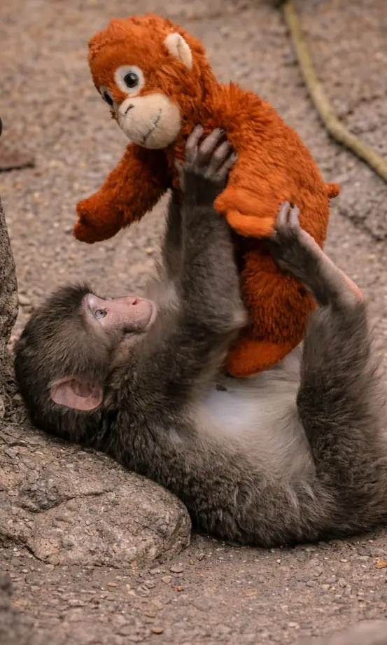Why the World Fell in Love with Punch the Monkey: A Story of Loneliness, Healing, and Hope