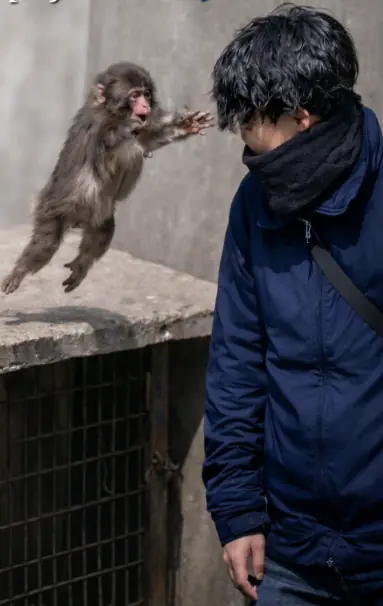 Why Monkeys Can’t Speak Like Humans