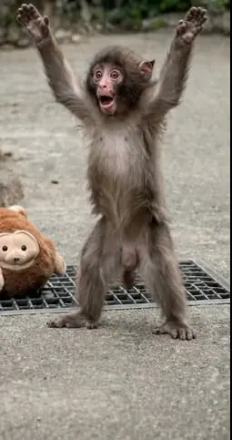 Why Do Monkeys (Especially Bonobos) Show Emotions So Similar to Humans?