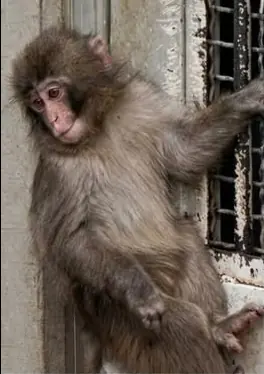 Understanding Animal Pain: What Punchy’s Stillness Reveals About Heavy Emotions