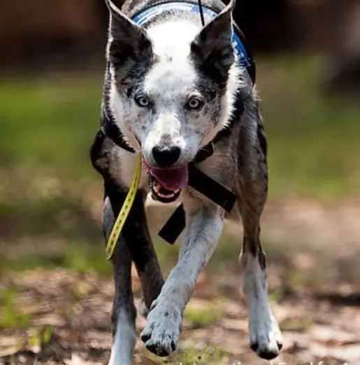 🐶 Bear the Koala Rescuer: The Dog Who Searched Through Fire to Save Lives