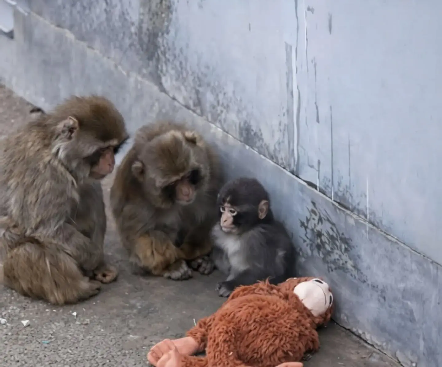 Punch, Momo-chan and the Toy That Never Left: A Story of Two Companions and One Healing Heart