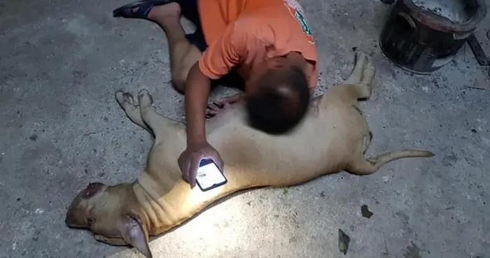 Tearjerking Stories of Hero Dogs Who Gave Everything to Save Their Humans