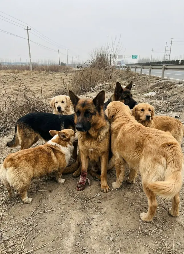 The Viral Story of 7 Dogs Escaping in China — And the Truth Behind It