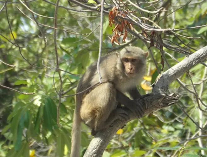 From Playful Monkey Punch to Wild Pranksters in Vietnam: When Monkeys Show Their True Nature