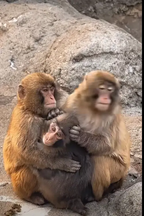 Why Do Monkeys Hug? The Real Meaning Behind This Adorable Behavior