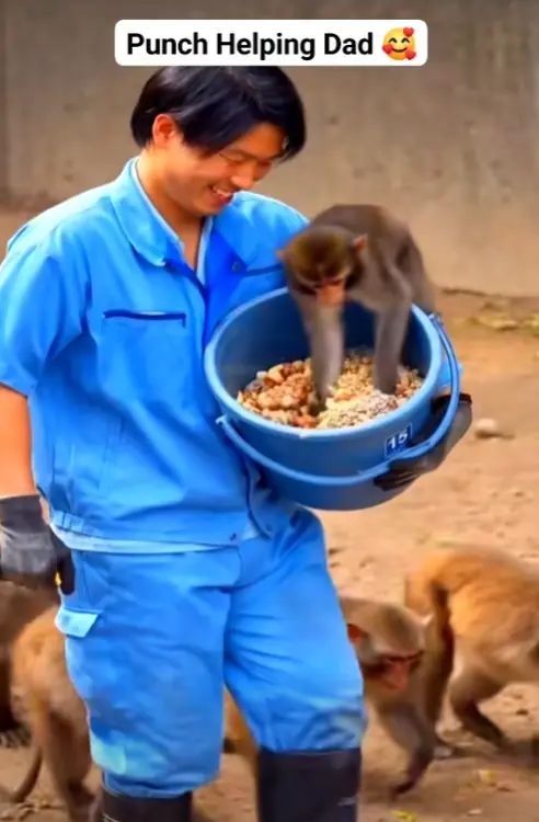 Is Punchy Just Playing — Or Showing Something Deeper? A Behavioral Look at a Viral Monkey Moment