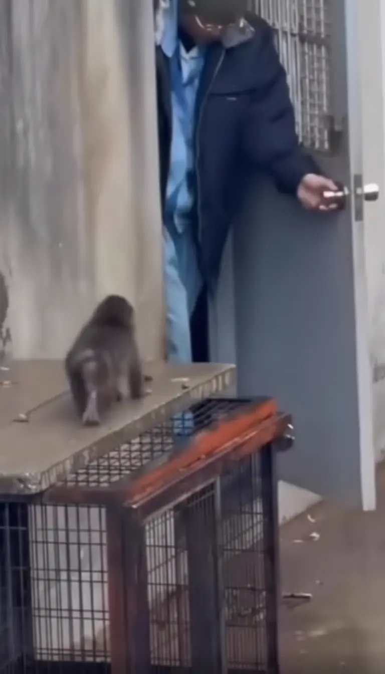 Why Punch Clings to His Caretaker Like a Father: The Science of Emotional Attachment in Monkeys