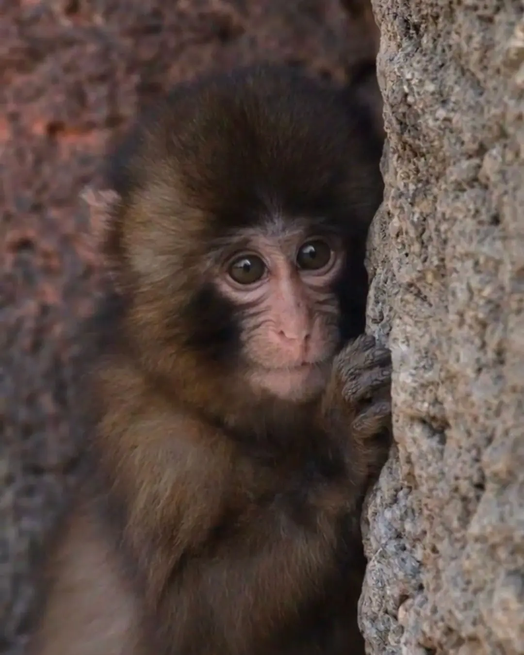 The Untold Truth About Punch the Monkey: Beyond Viral Videos and Emotional Stories