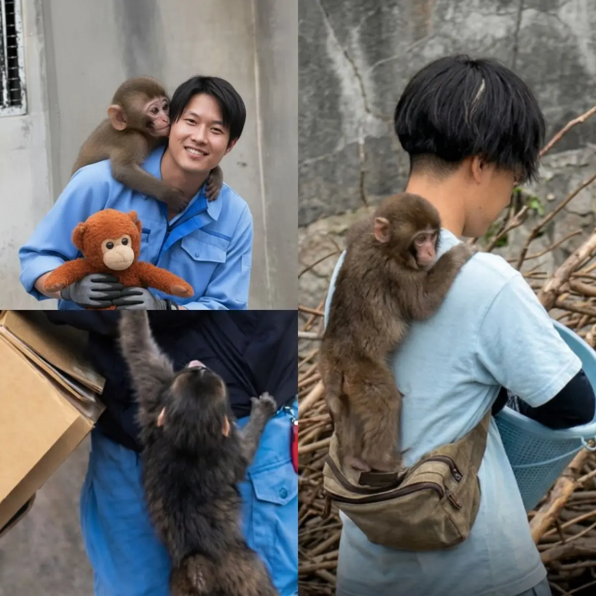 98% DNA Match: How Close Are Monkeys to Humans—Really?