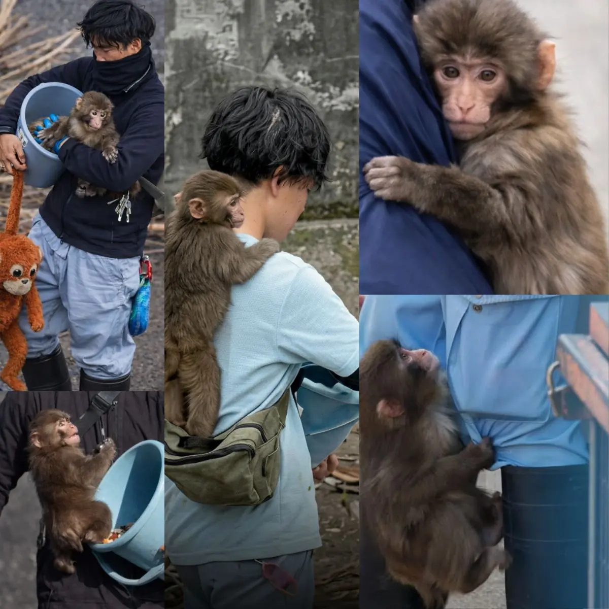 How Similar Are Monkeys to Humans? The Truth Behind Our Closest Relatives