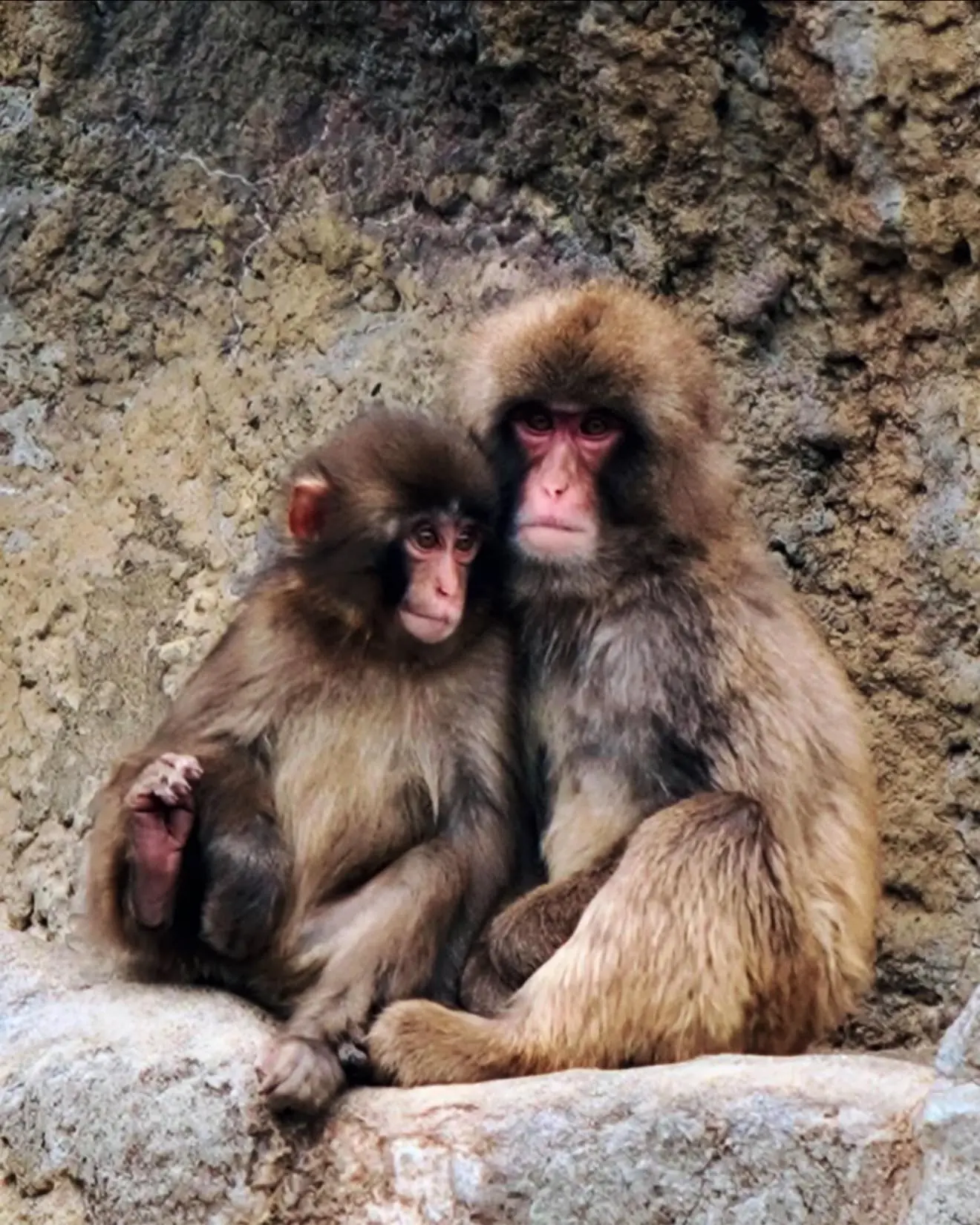Do Monkeys Have Emotions Like Humans? The Surprising Science Behind Primate Feelings