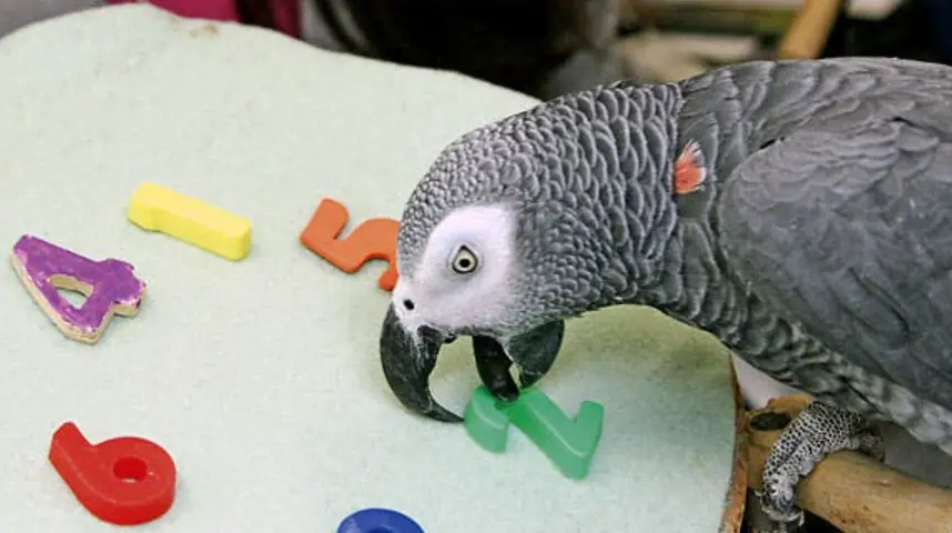 The World’s Smartest Parrot’s Final Words: A Goodbye That Broke Millions of Hearts