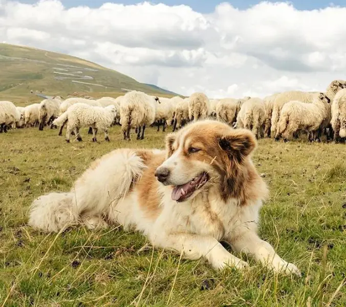 A Dog vs. a Pack of Predators: The Night One Guardian Saved an Entire Flock