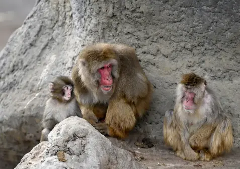 More Than a Dog: The Four-Legged Hero Who Became a Living Shield