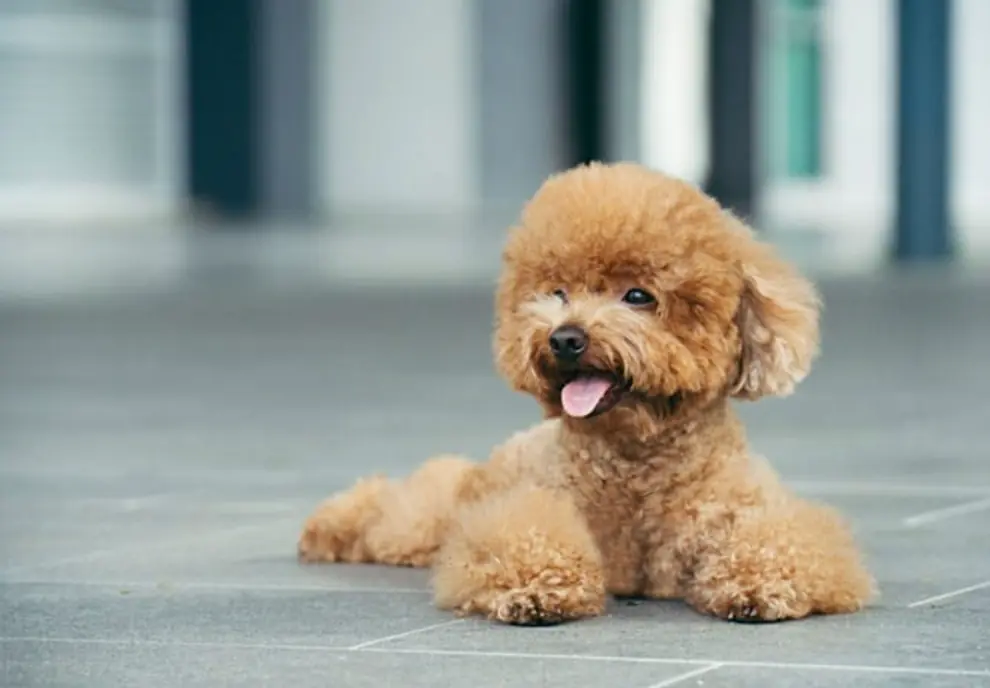 When Your Dog Becomes the Plumber: A Mind-Blowing Moment of Canine Intelligence