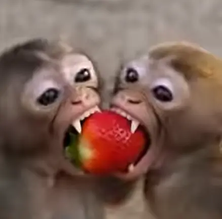 A Monkey, a Toy, and a Quiet Stream: The Purest Form of Love You’ll Ever See