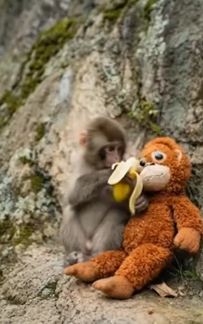 A Baby Monkey and a Banana: Adorable Moment or Misunderstood Diet?