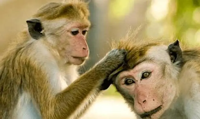 Why Punch Holds On Differently Now: A Quiet Story of Emotional Growth