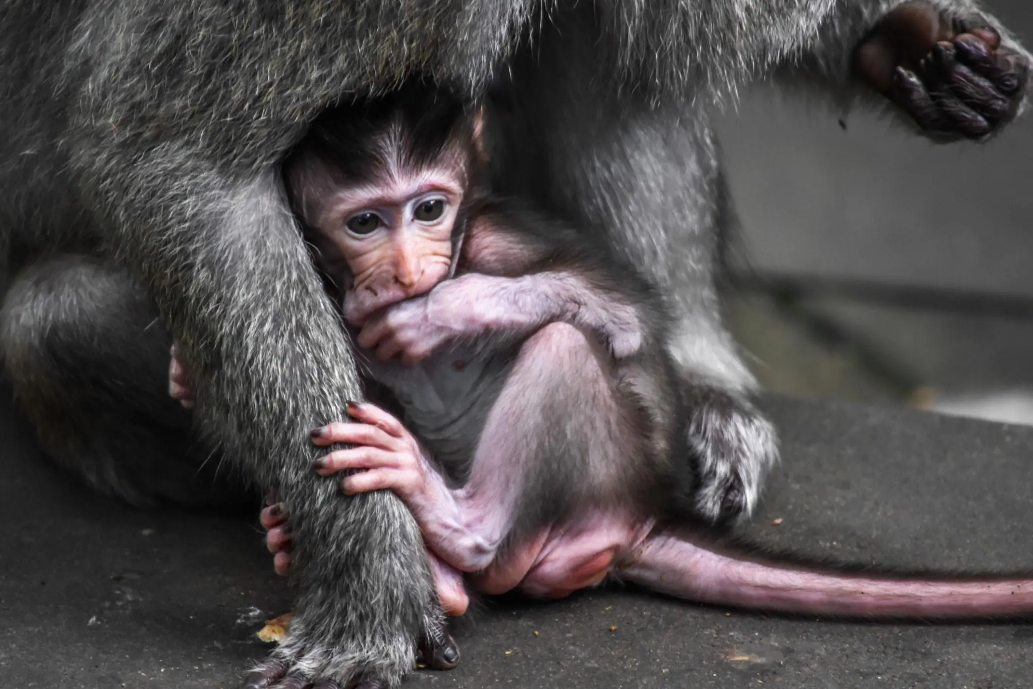 Punch Is Tired Today: A Gentle Reminder That Even Small Hearts Need Rest