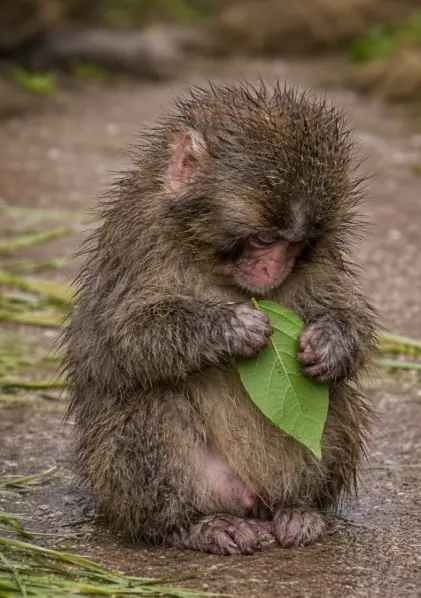 Not Just Picky Eaters: How Monkeys Know What NOT to Eat