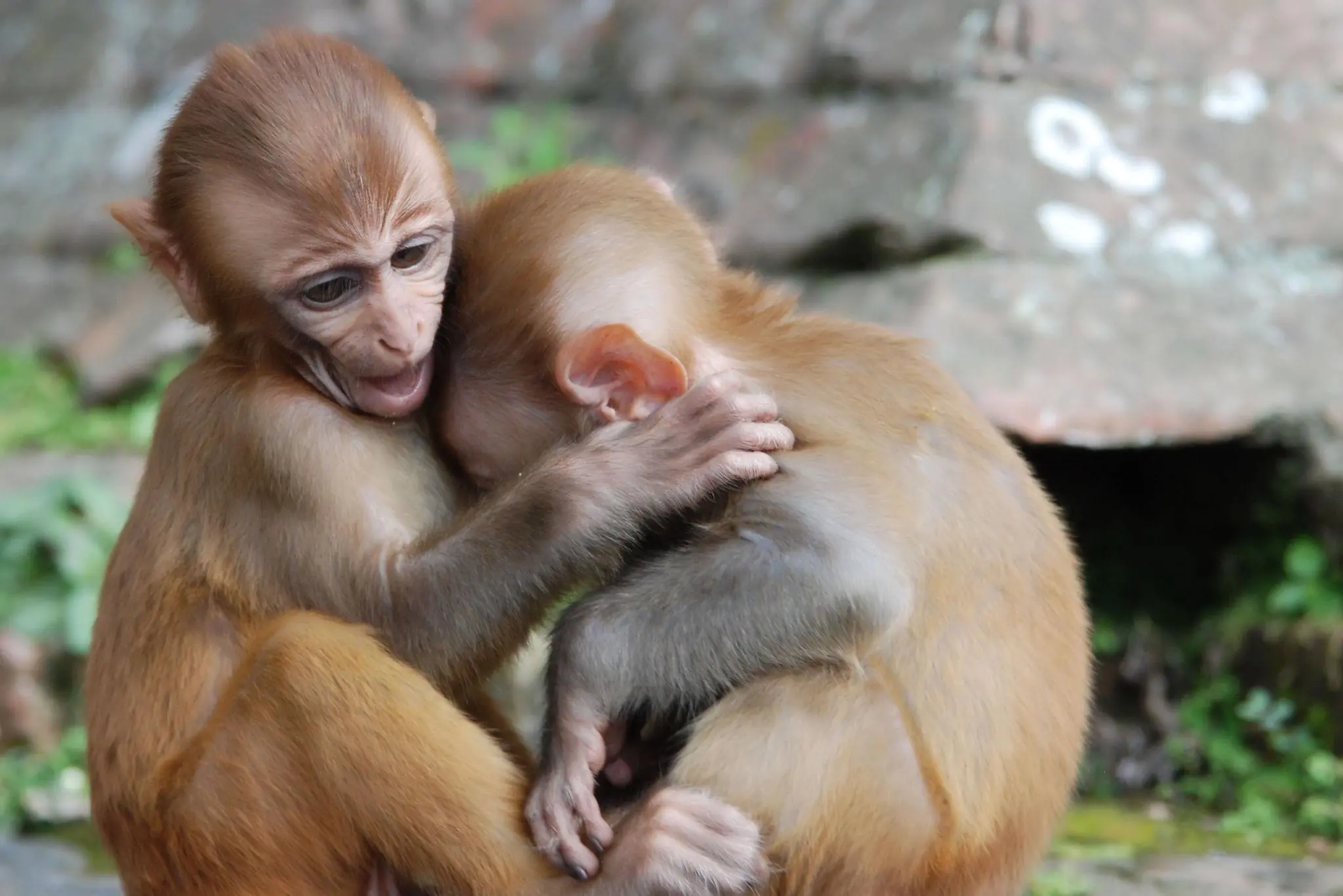 Love or Instinct? The Real Meaning Behind Monkey Hugs