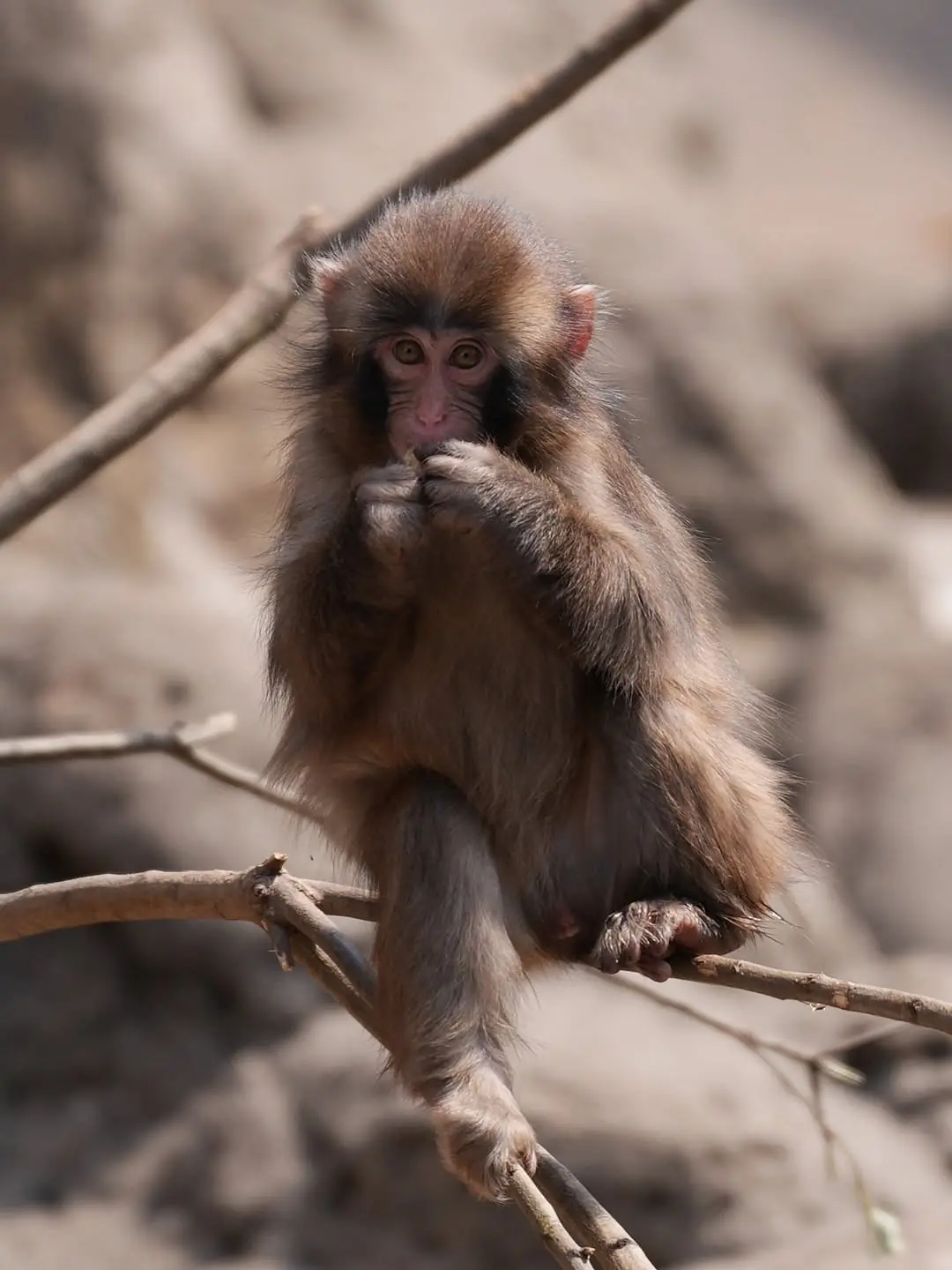 How Similar Are Monkeys and Humans? The Truth May Surprise You