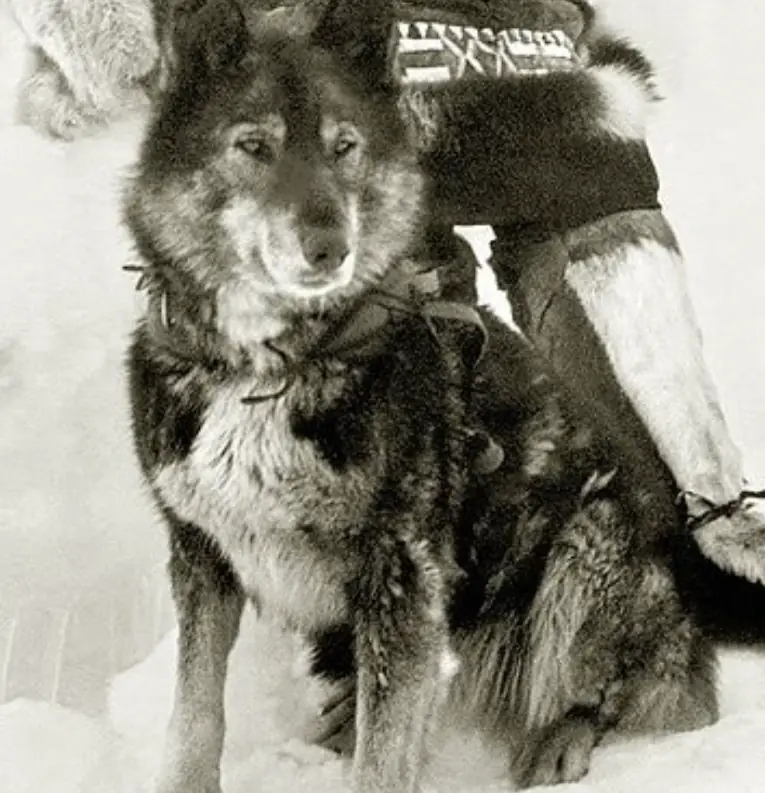 Beyond Loyalty: The True Story of Huskies That Changed History Forever