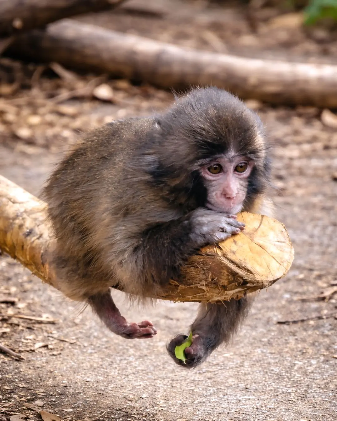 Punch and His Plush: A Small Act That Reveals Something Deep