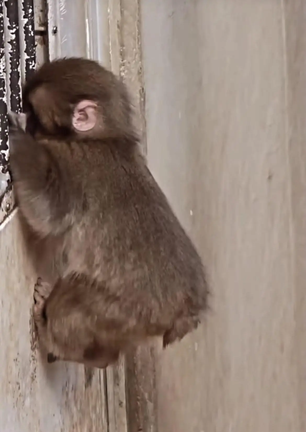 Why Did Punchy Cover His Plush With Leaves? A Simple Act With Deep Meaning