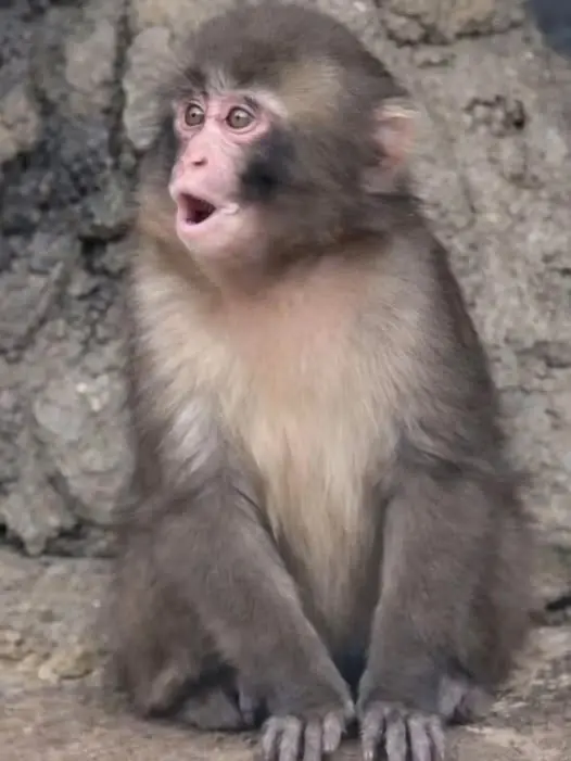 The Secret to Joy? Punch Found It in the Smallest Things